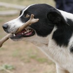 Conference Hound-Up January 25, 2012: More News Than You Can Shake a Stick At