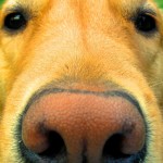 Conference Hound-Up February 15, 2012: Entrepeneurs and Hoverboards