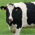 Moo.