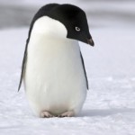 Sure he's cute, but he can't even fly!