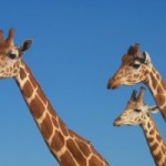 Why? Because giraffes are pretty damn cool. And we forget that sometimes.