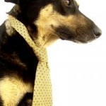 Mock him if you must, but business dog doesn't roll over for anybody. He's a self-made kibble-ionaire.
